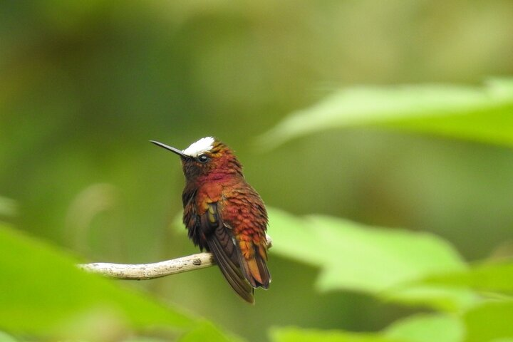 Tapir Valley Birdwaching, Rainforest Experience - Photo 1 of 25